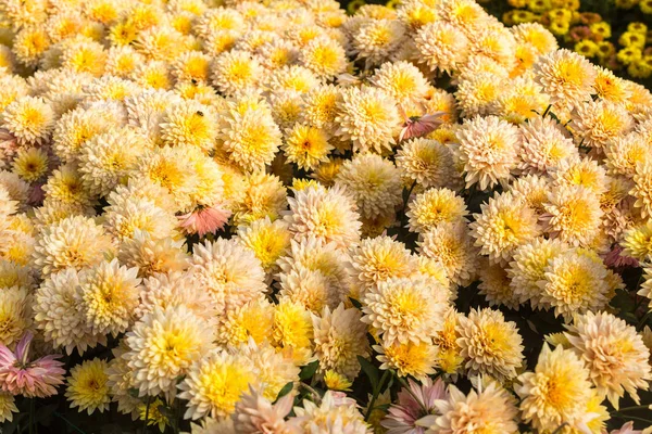 Квіти Квіти Хризантеми Хризантеми Шпалери Хризантеми Восени Однорічні Хризантеми — стокове фото