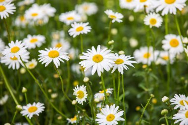 Çiçekler, çiçekler krizantem, krizantem duvar kağıdı, kasımpatı sonbahar, krizantem annuals