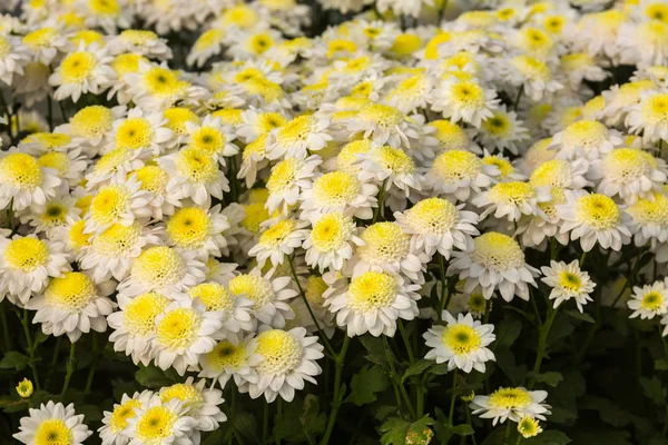 Flores Flores Crisântemo Papel Parede Crisântemo Crisântemos Outono Crisântemos Anuários — Fotografia de Stock