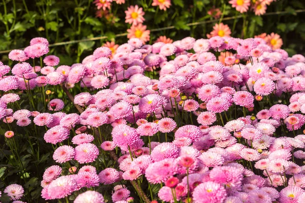 Blumen Blumen Chrysanthemen Chrysanthemen Tapete Chrysanthemen Herbst Chrysanthemen Einjährige — Stockfoto