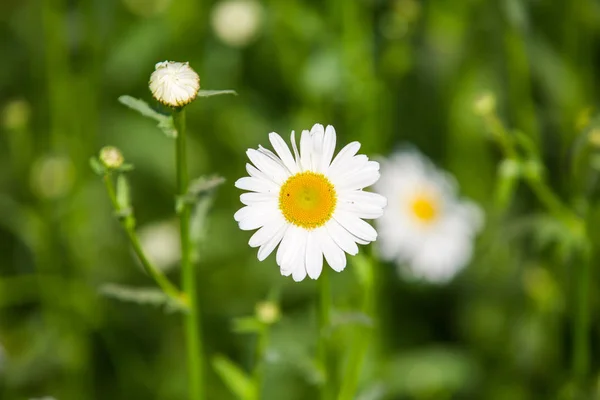 Blumen Blumen Chrysanthemen Chrysanthemen Tapete — Stockfoto