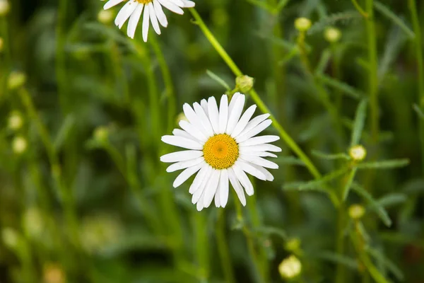 Blumen Blumen Chrysanthemen Chrysanthemen Tapete — Stockfoto