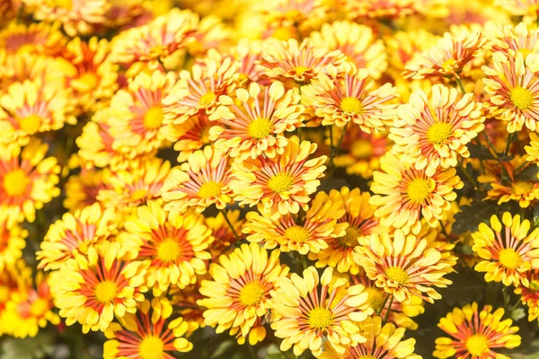 Blumen Blumen Chrysanthemen Chrysanthemen Tapete Chrysanthemen Herbst — Stockfoto