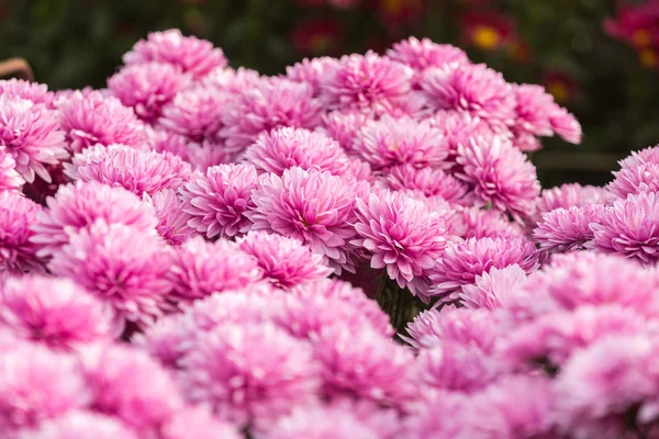 Flowers Flowers Chrysanthemum Chrysanthemum Wallpaper Chrysanthemums Autumn — Stock Photo, Image