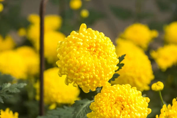 Çiçekler, çiçekler krizantem, krizantem duvar kağıdı, krizantem Güz