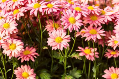 Çiçekler, çiçekler krizantem, krizantem duvar kağıdı