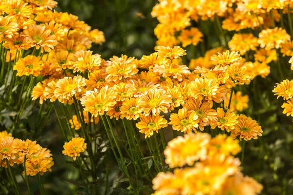 Blumen Blumen Chrysanthemen Chrysanthemen Tapete — Stockfoto