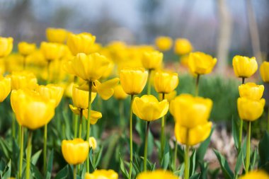 Lale çiçek. Lale güzel buket. renkli lale