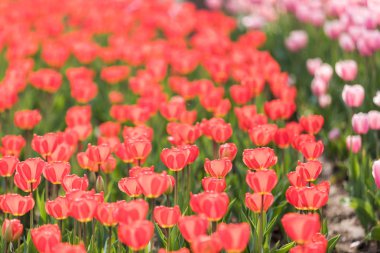 Lale çiçek. Lale güzel buket. renkli lale