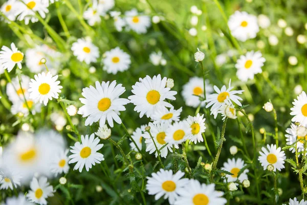 Květiny Květiny Chrysanthemum Chryzantéma Tapety — Stock fotografie