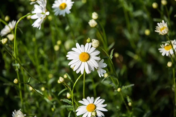 Blumen Blumen Chrysanthemen Chrysanthemen Tapete — Stockfoto