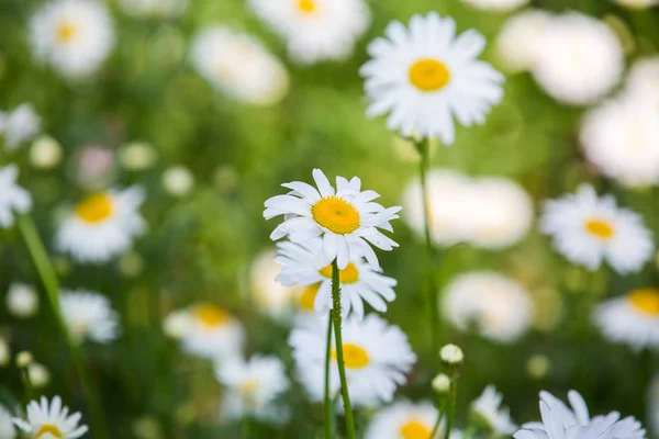 Квіти Квіти Хризантеми Хризантеми Шпалери — стокове фото