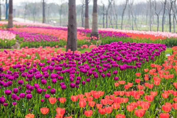 Цветок Тюльпана Прекрасный Букет Тюльпанов Красочные Тюльпаны — стоковое фото