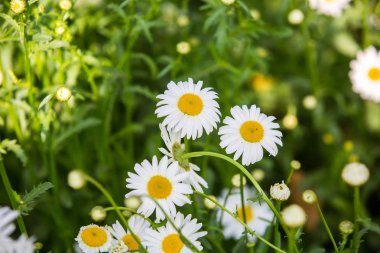 Çiçekler, çiçekler krizantem, krizantem duvar kağıdı