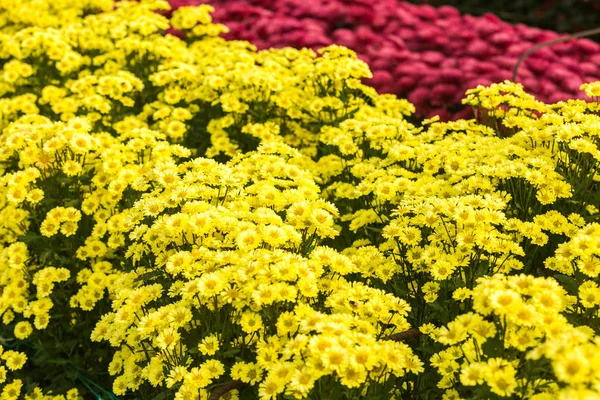 Virágok Virágok Krizantém Krizantém Háttérkép — Stock Fotó