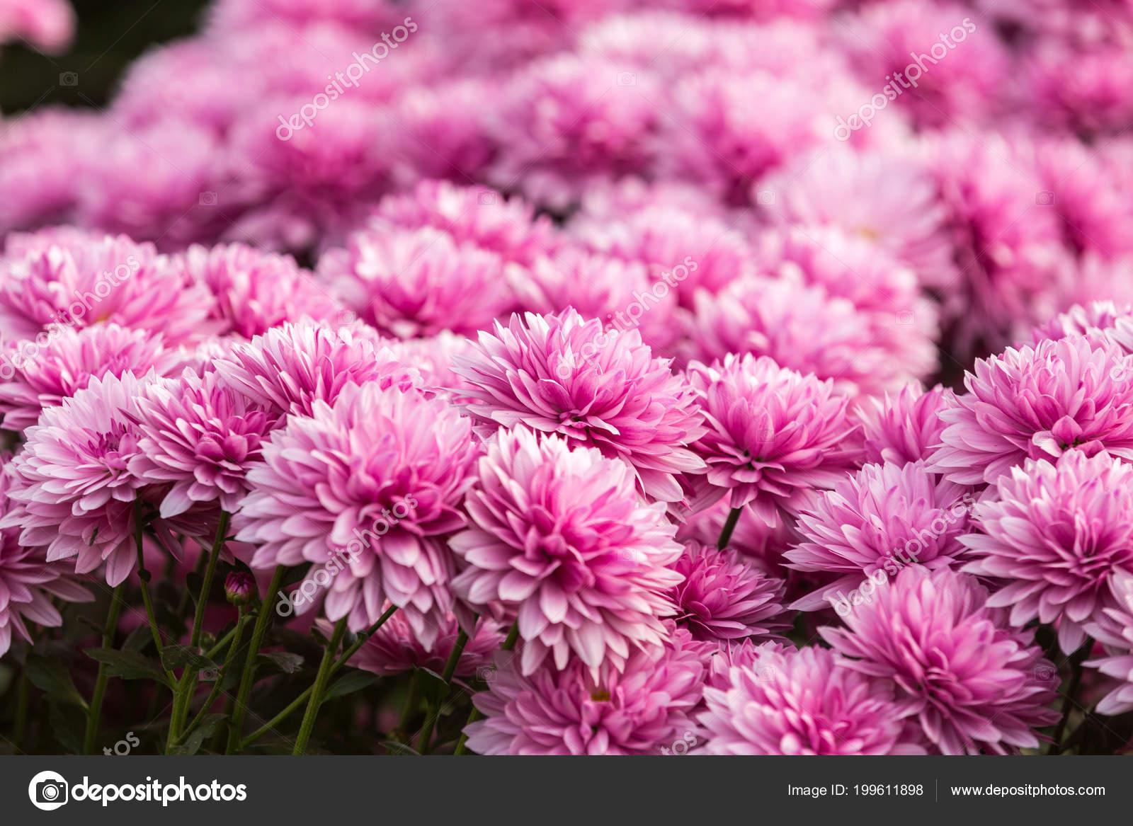 Fleurs Chrysanthème Fleurs Fond écran Chrysanthème