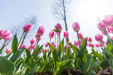 Lale çiçek. Lale güzel buket. renkli lale