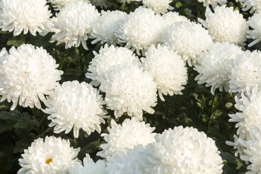 Çiçekler, çiçekler krizantem, krizantem duvar kağıdı