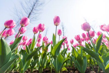 Çiçekler, çiçekler krizantem, krizantem duvar kağıdı 