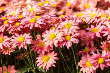 Çiçekler, çiçekler krizantem, krizantem duvar kağıdı 