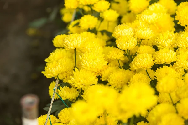 Blommor Blommor Chrysanthemum Krysantemum Tapeter — Stockfoto