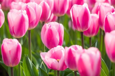 Lale çiçek. Lale güzel buket. renkli lale