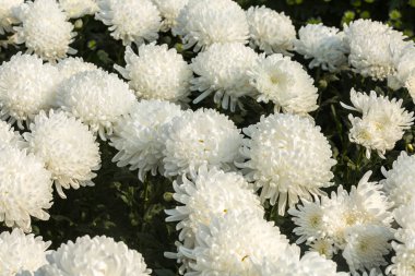 Çiçekler, çiçekler krizantem, krizantem duvar kağıdı 