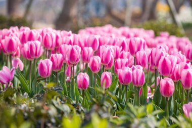 Lale çiçek. Lale güzel buket. renkli lale