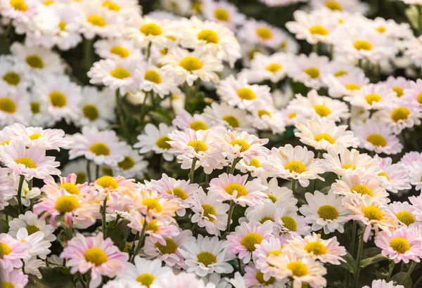 Květiny Květiny Chrysanthemum Chryzantéma Tapety — Stock fotografie
