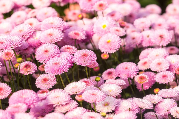 Blomster Blomster Krysantemum Krysantemumtapeter – stockfoto