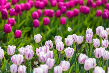 Lale çiçek. Lale güzel buket. renkli lale