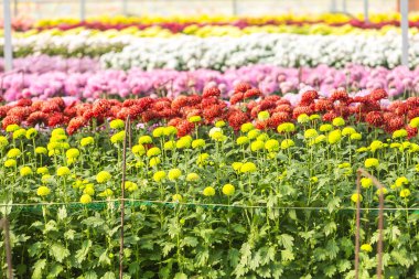 Çiçekler, çiçekler krizantem, krizantem duvar kağıdı 