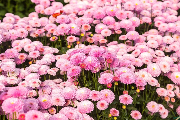 Flores Flores Crisântemo Papel Parede Crisântemo — Fotografia de Stock