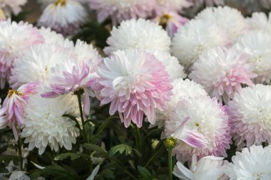 Çiçekler, çiçekler krizantem, krizantem duvar kağıdı 