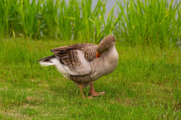 Ducks Green Grass River — Stock Photo, Image