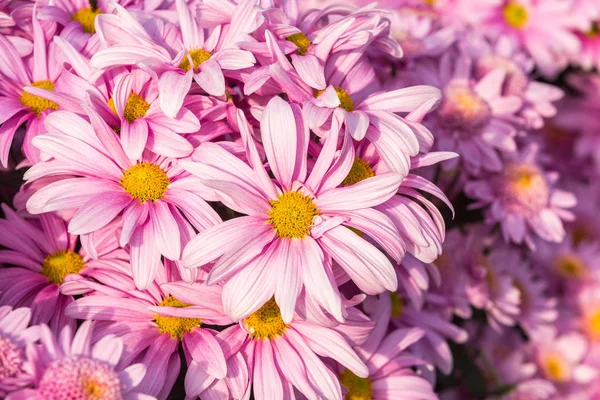 Flores Flores Crisântemo Papel Parede Crisântemo — Fotografia de Stock