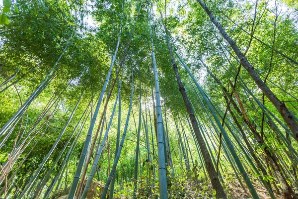 Rama Bambú Bosque Bambú Hermoso Fondo Naturaleza Verde — Foto de Stock