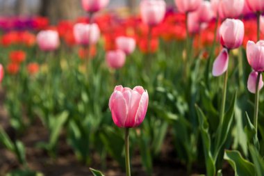 Lale çiçek. Lale güzel buket. renkli lale