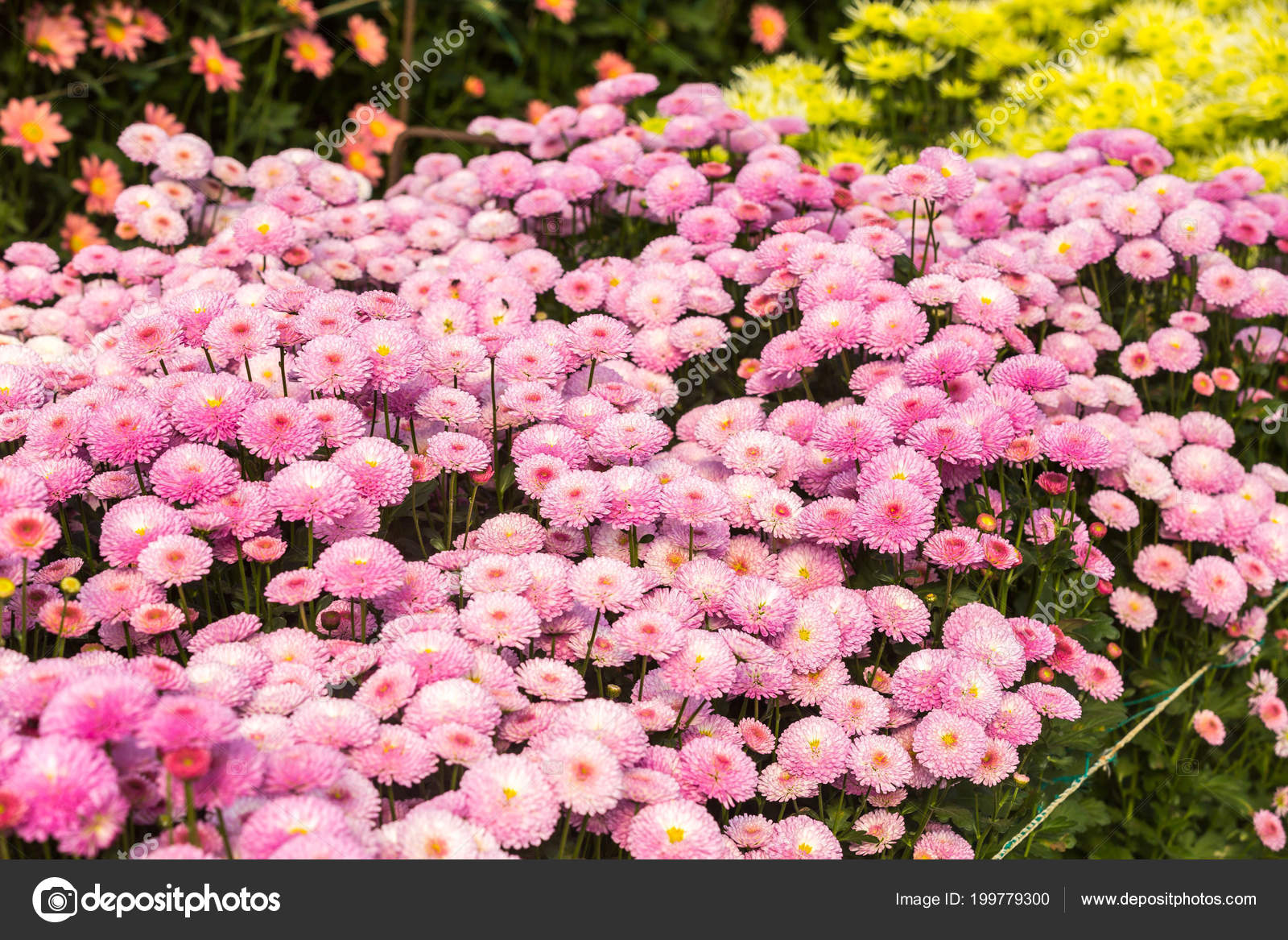 Fleurs Chrysanthème Fleurs Fond écran Chrysanthème