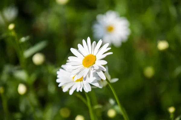 Blumen Blumen Chrysanthemen Chrysanthemen Tapete — Stockfoto