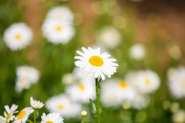 Blumen Blumen Chrysanthemen Chrysanthemen Tapete — Stockfoto