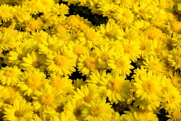 Fiori Fiori Crisantemo Crisantemo Carta Parati — Foto Stock