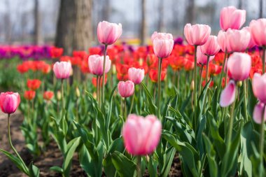 Lale çiçek. Lale güzel buket. renkli lale