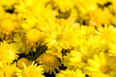 Çiçekler, çiçekler krizantem, krizantem duvar kağıdı 