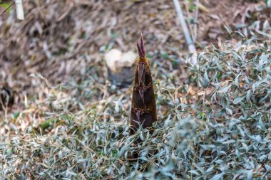 Bir dağ kalbinde yetişen bambu sürgün