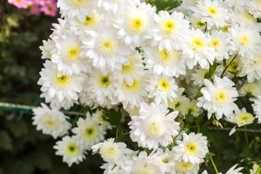 Çiçekler, çiçekler krizantem, krizantem duvar kağıdı 