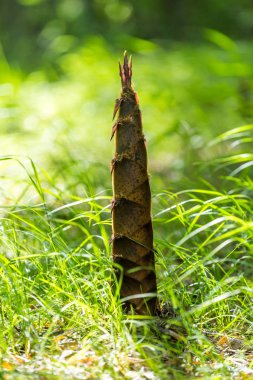Bir dağ kalbinde yetişen bambu sürgün