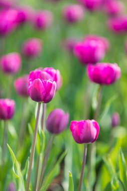 Lale çiçek. Lale güzel buket. renkli lale