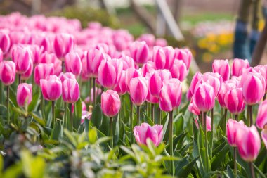 Lale çiçek. Lale güzel buket. renkli lale