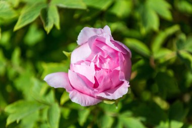 Güzel çiçekler, şakayıklar. Pembe şakayık arka plan buketi.